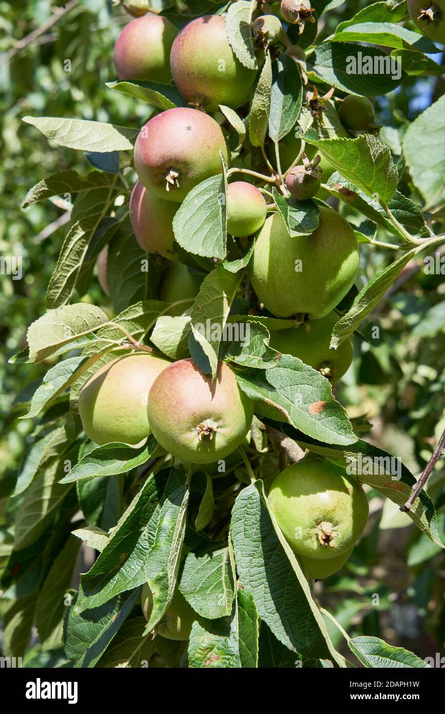 Reife Äpfel unbekannter Sorte, die unter den Blättern auf einem wachsen Obstbaum an einem sonnigen Sommertag Stockfoto