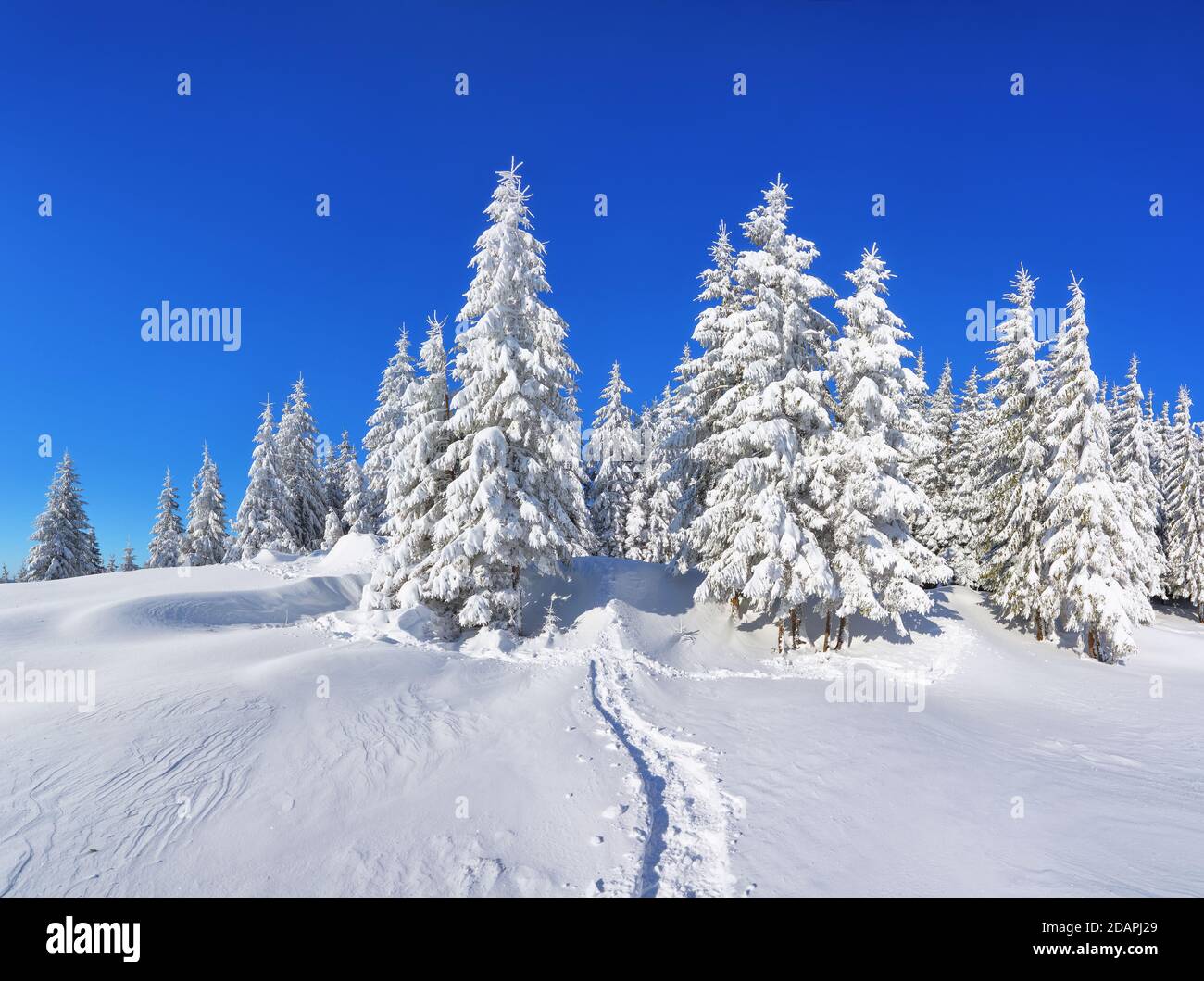 Pinien in den Schneeverwehungen. Blauer Himmel. Auf dem mit Schnee bedeckten Rasen führt ein ausgetretene Pfad in den Wald. Schöne Landschaft auf der kalten w Stockfoto