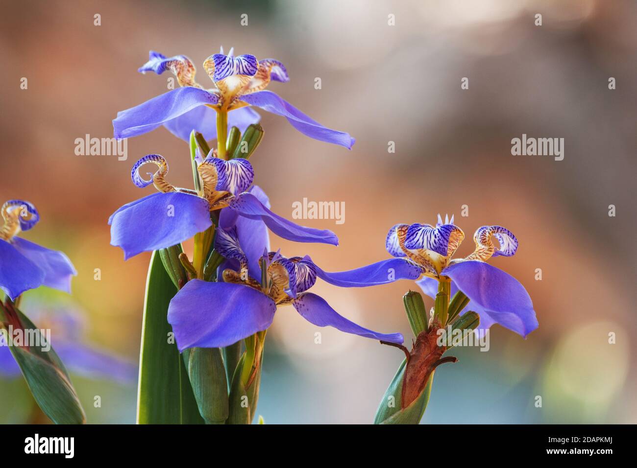 Wunderschöne blaue Iris in einem Garten Stockfoto