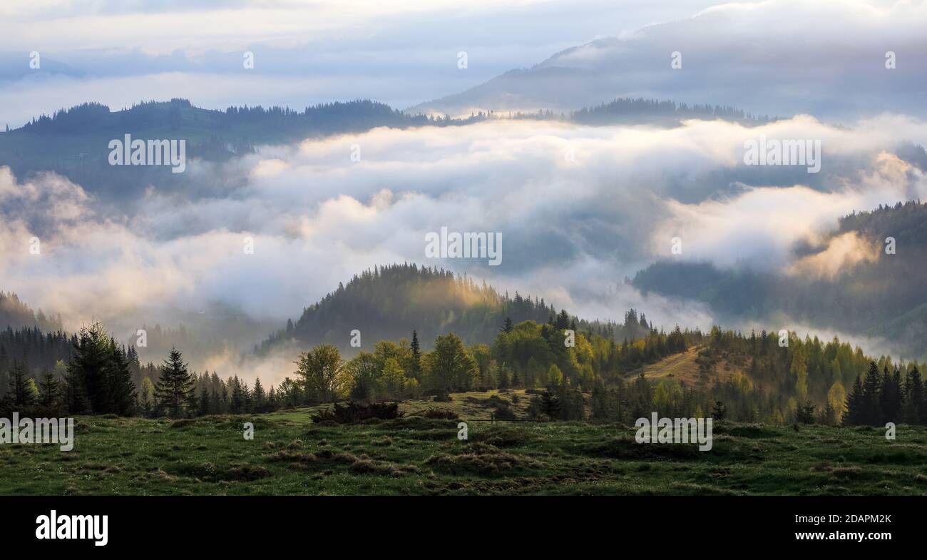 Dichter Nebel mit erstaunliches Licht. Eine schöne Landschaft mit hohen Bergen. Majestätischer Frühlingsmorgen. Ort Ort Karpatennationalpark, Ukraine Stockfoto
