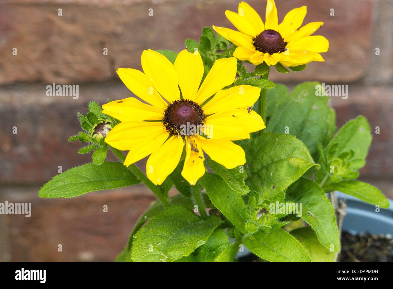 Rudbekia in einem Topf Stockfoto