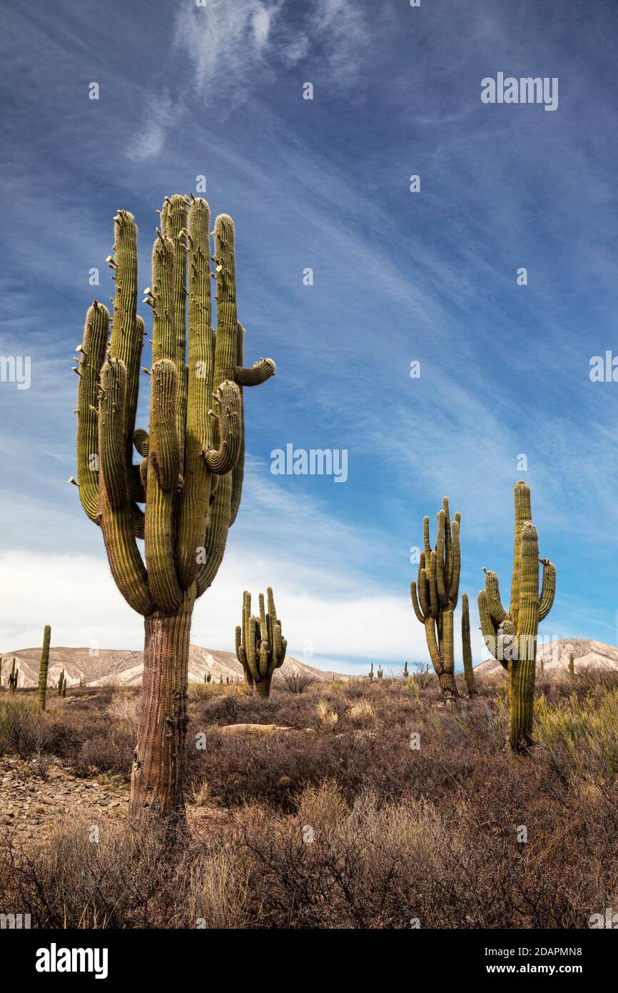 Argentinischer saguaro Kaktus, Echinopsis terscheckii, Los Cardones Nationalpark, Salta Provinz, Argentinien. Stockfoto