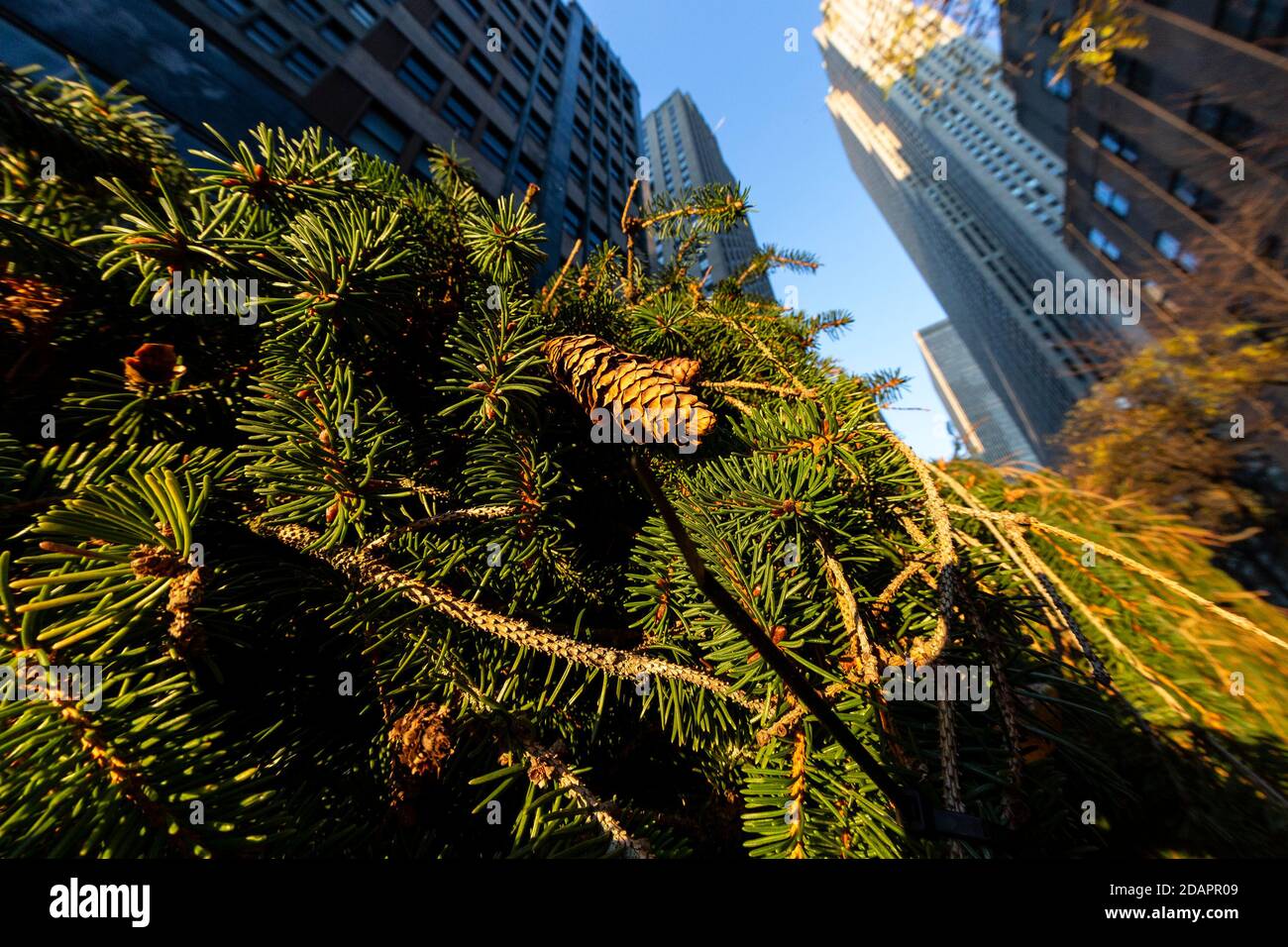 New York, Usa. November 2020. 2020 75-Fuß Rockefeller Center Christmas Norway Fichte Baum aus Oneonta Installation auf dem Rockefeller Plaza in New York am 14. November 2020. Weihnachtsbaum wurde von Daddy Al gespendet Credit: SIPA USA/Alamy Live News Stockfoto