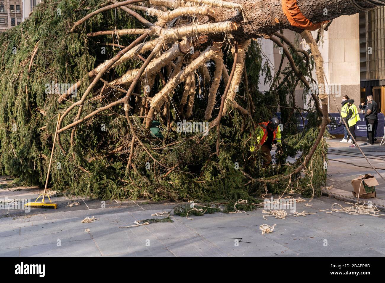 New York, NY - 14. November 2020: 2020 75-Fuß Rockefeller Center Christmas Tree von Oneonta Installation auf dem Rockefeller Plaza Stockfoto