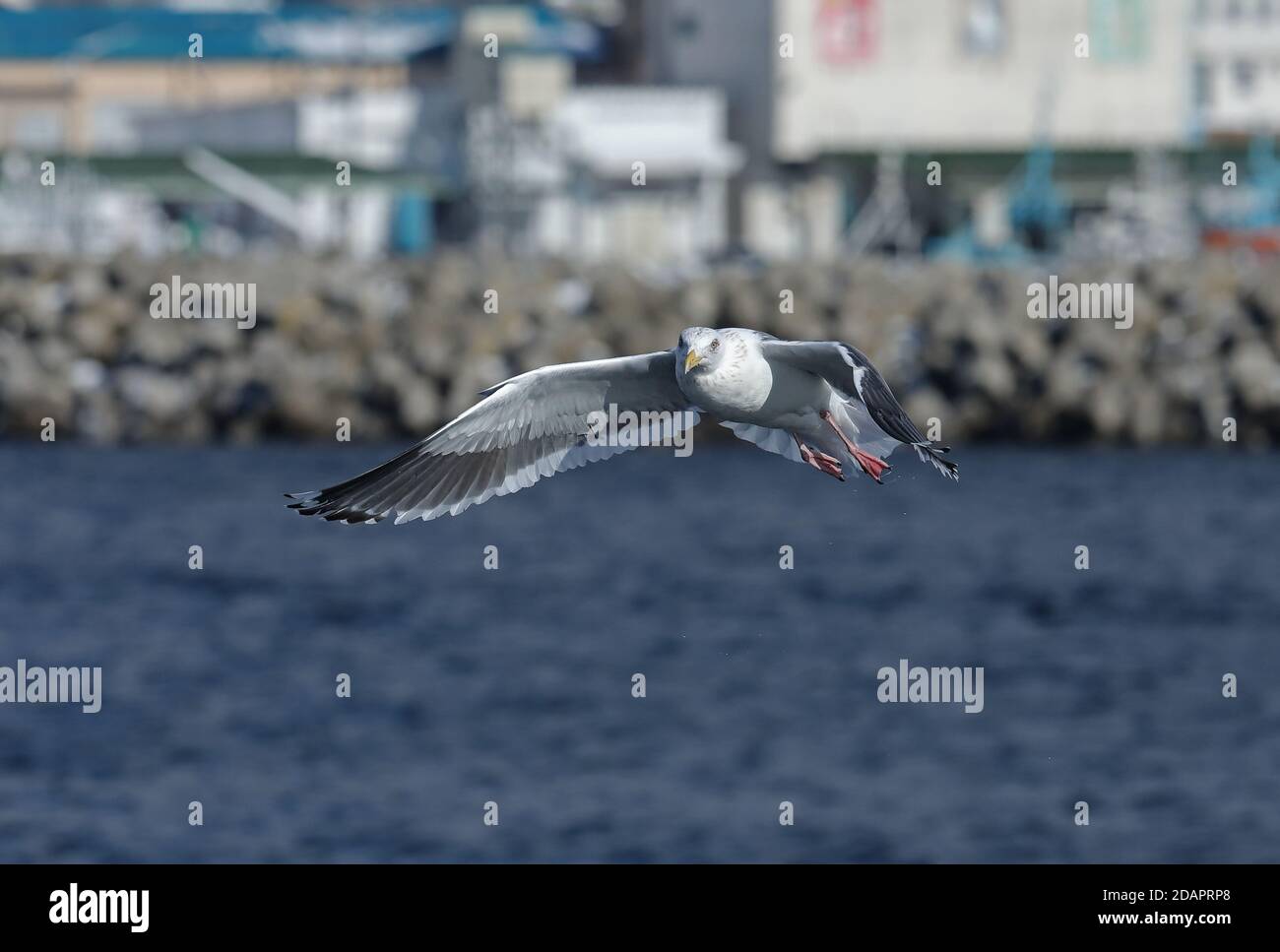 Die Möwe (Larus schistisagus) ist im Flug am Fischdock Rausu, Hokkaido, Japan, erwachsen März Stockfoto