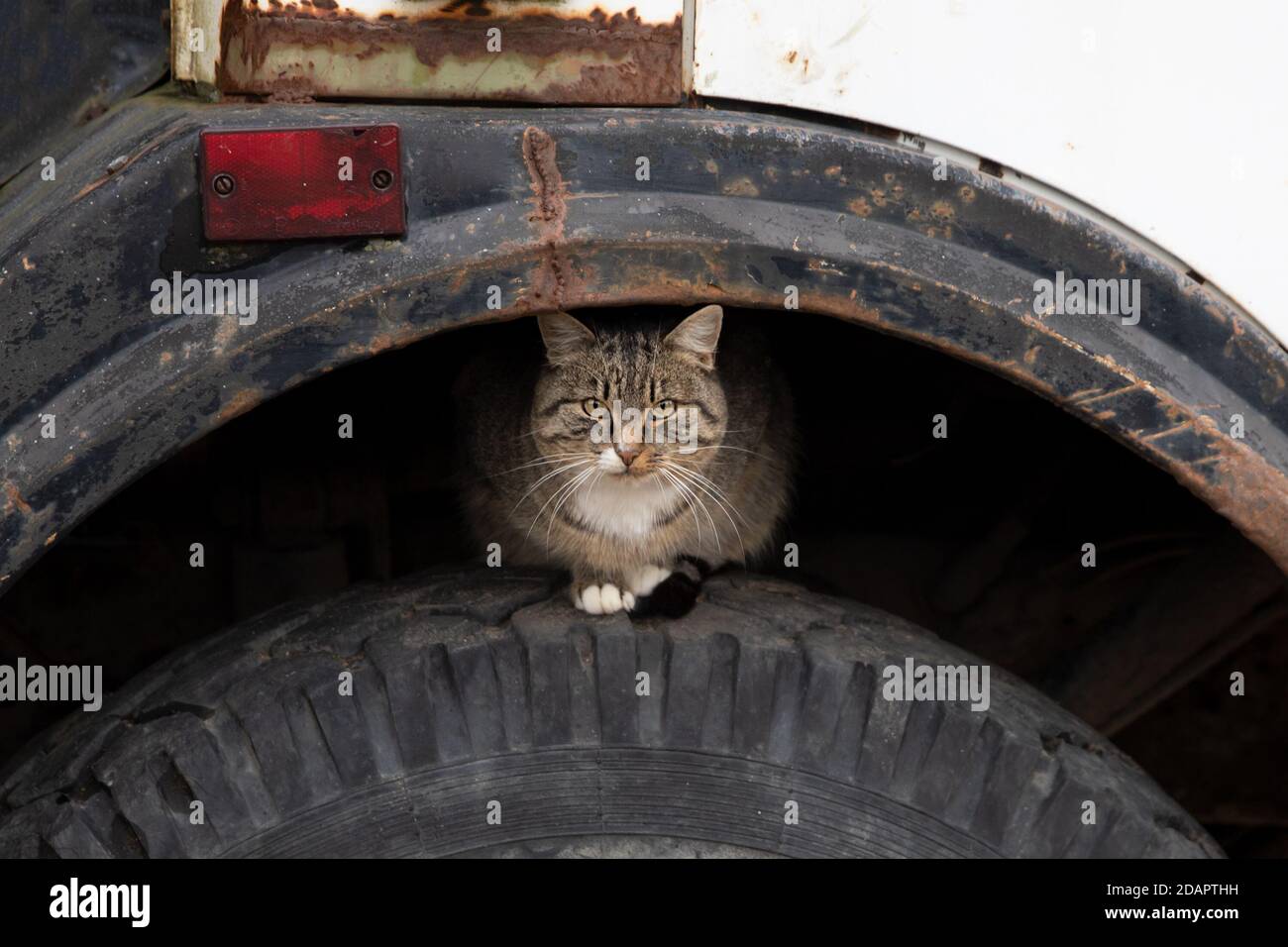 Straßenkatze sitzt auf dem Rad eines LKWs Stockfoto