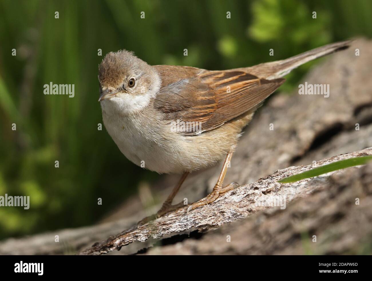 Gewöhnlicher Whitethroat (Sylvia communis communis) Erwachsener auf gefallener Baumstamm Eccles-on-Sea, Norfolk, Großbritannien Mai Stockfoto