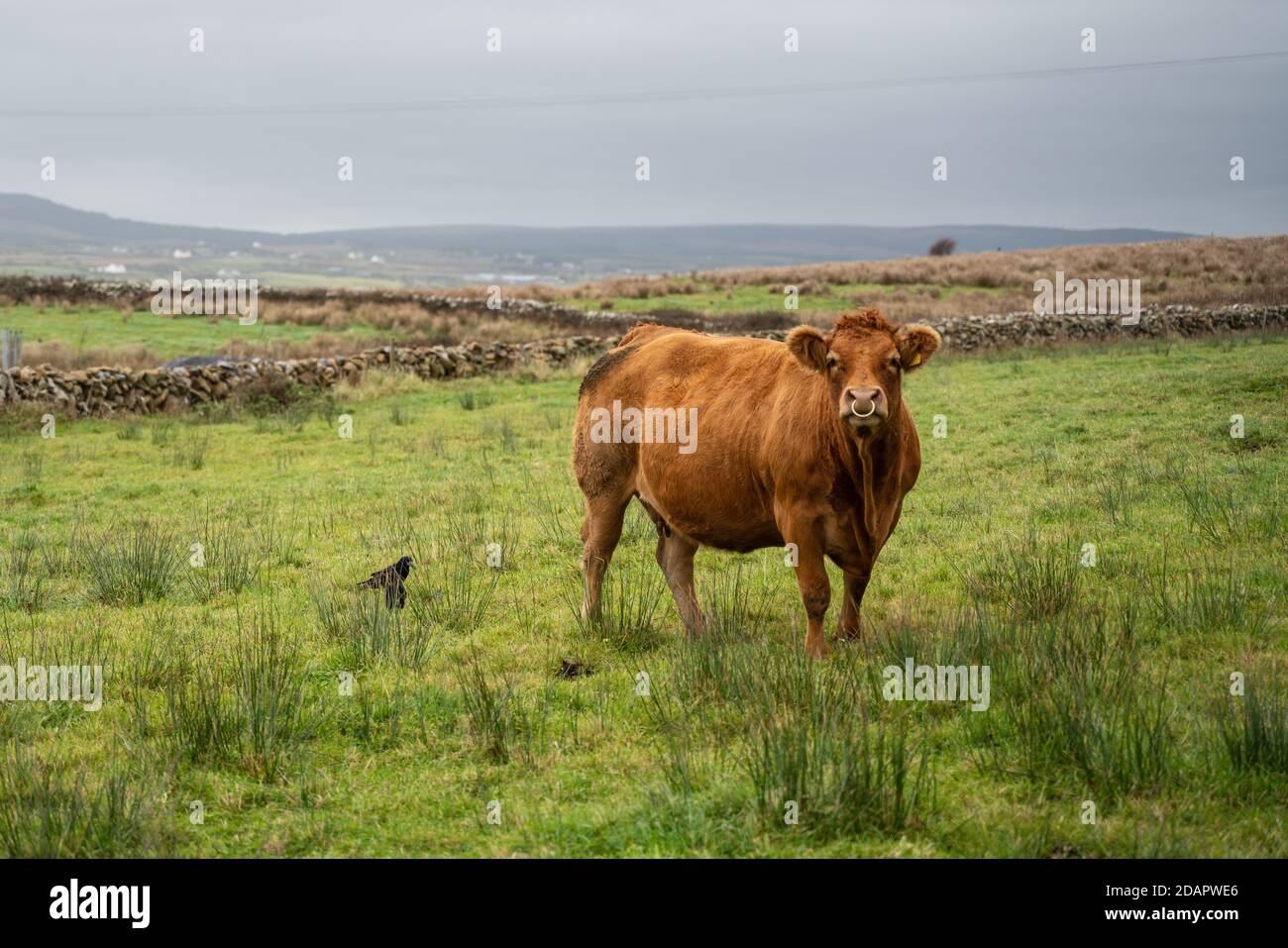 Eine einfarbige braune Kuh auf einem Feld in der irischen Landseite in der Nähe von Galway, Irland Stockfoto