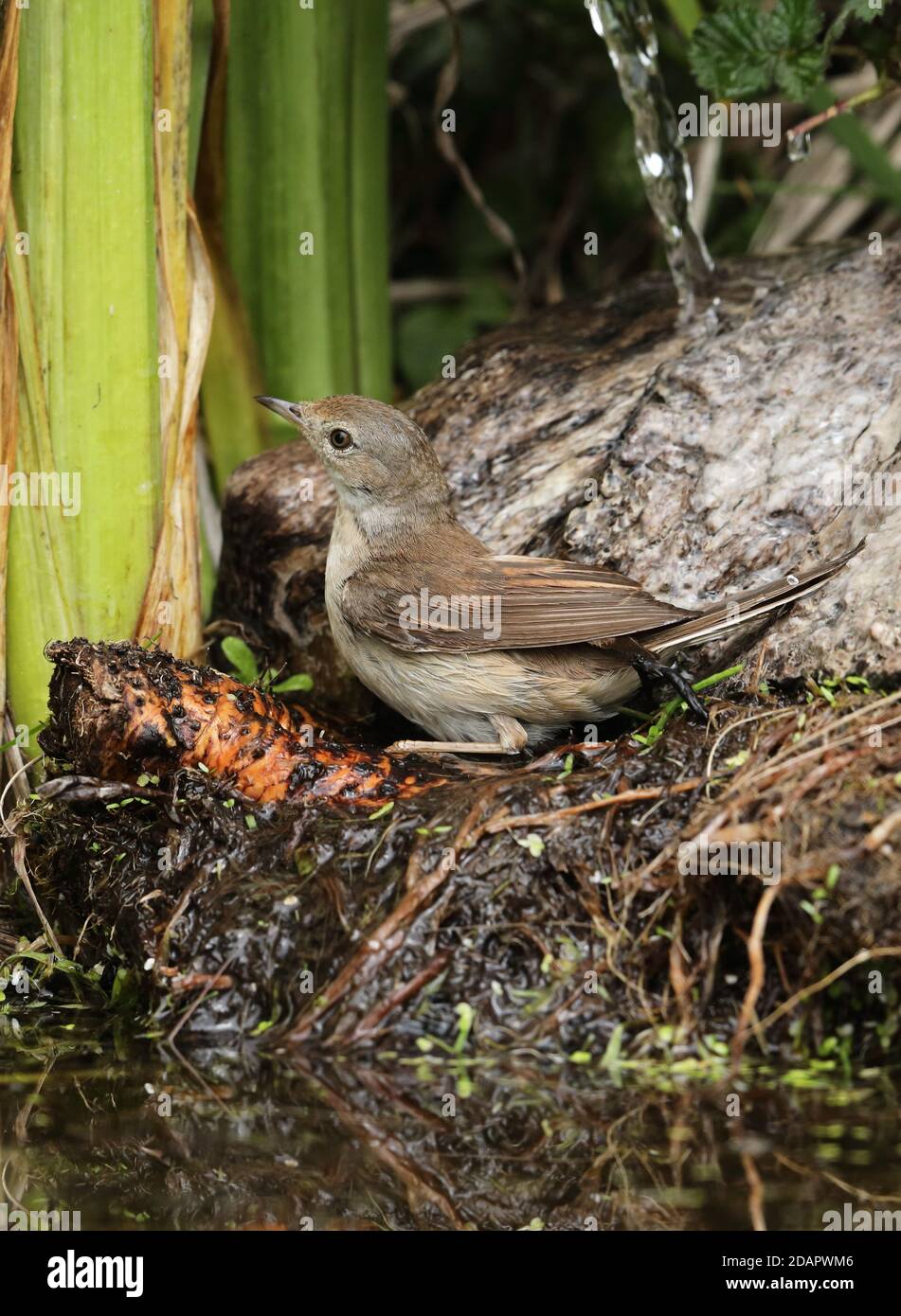 Common Whitethroat (Sylvia communis communis) Erwachsenen Baden Eccles-on-Sea, Norfolk, Großbritannien Mai Stockfoto