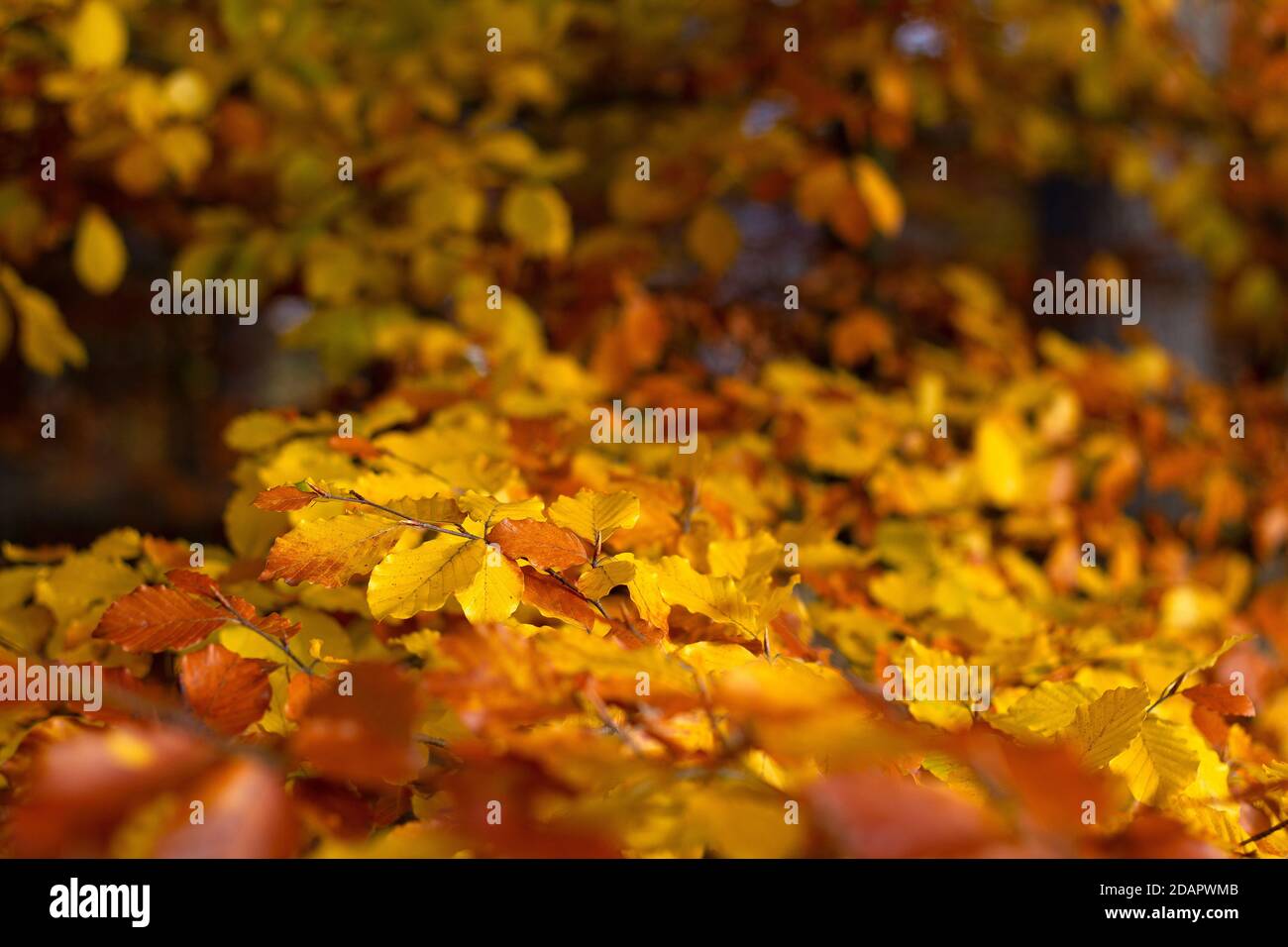 Schönen Herbst Stockfoto