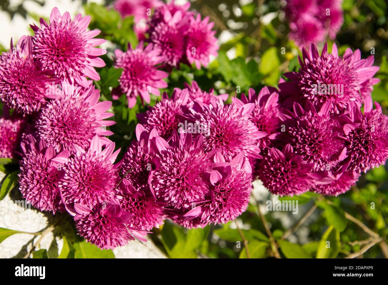 Lila Chrysantheme Blumen auf weißem und grünem Hintergrund Stockfoto