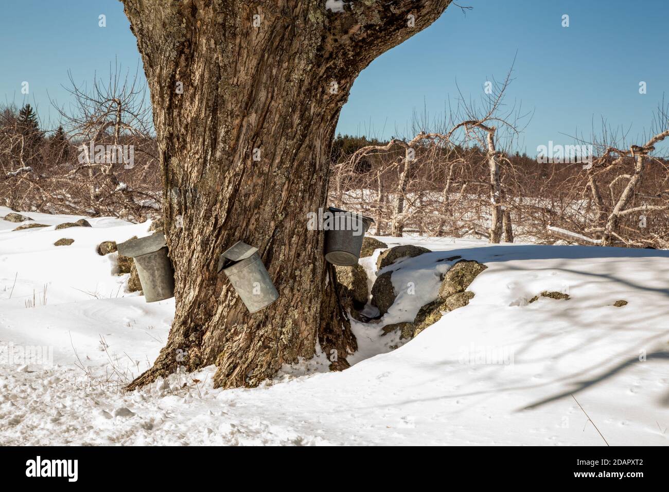 ahornsaft Sammeleimer hängen von einem Ahornbaum ab Entlang einer Straße in Phillipston Stockfoto
