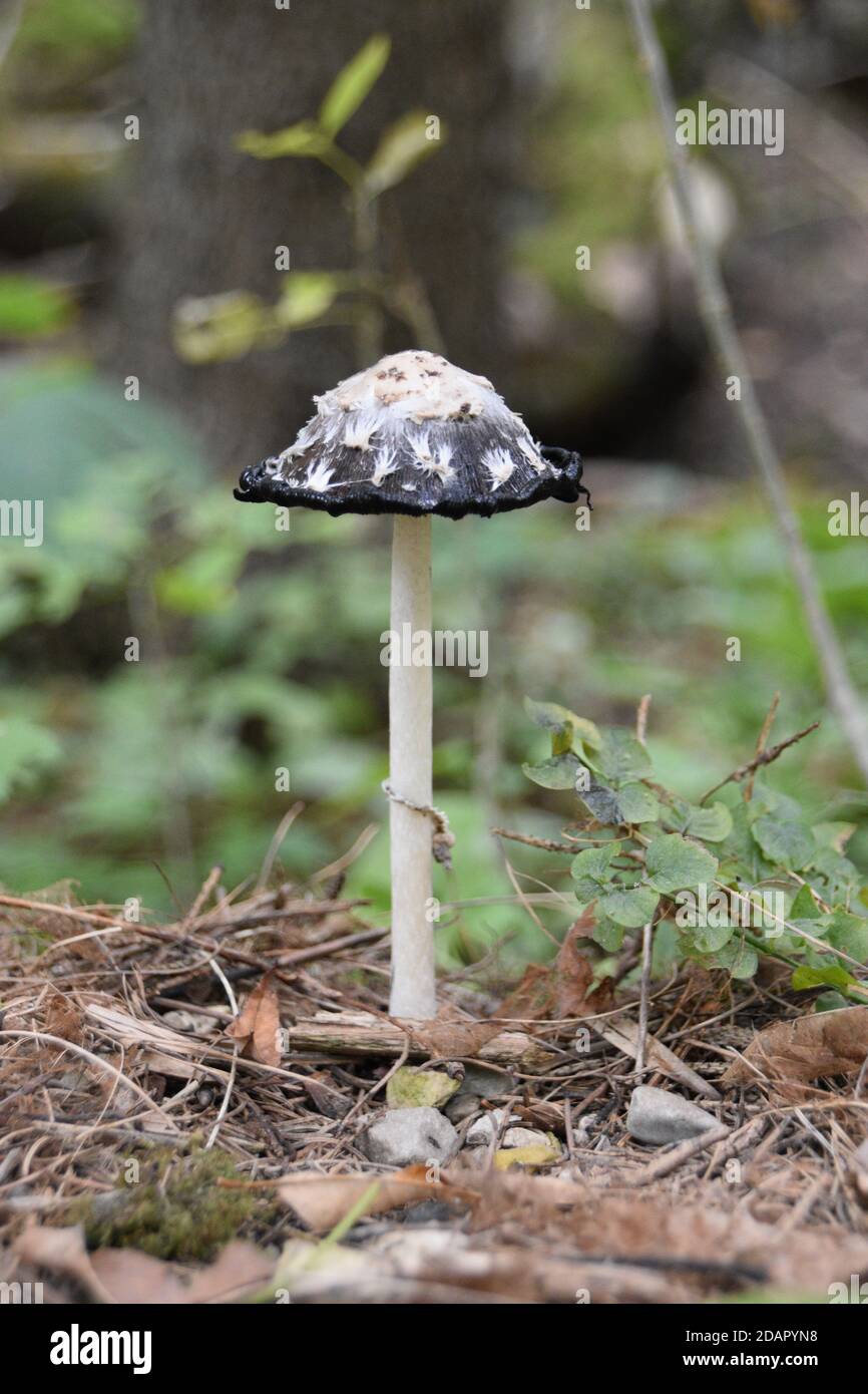 Makrobild eines Pilzes in der Natur. Stockfoto