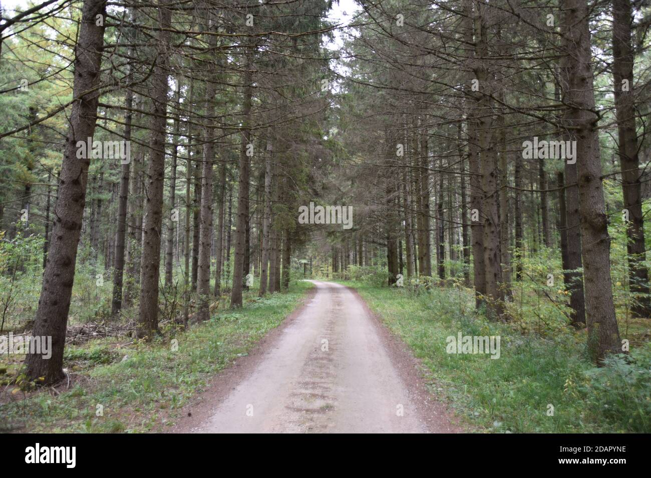 Fluchtpunkt auf einer unbefestigten Straße Stockfoto