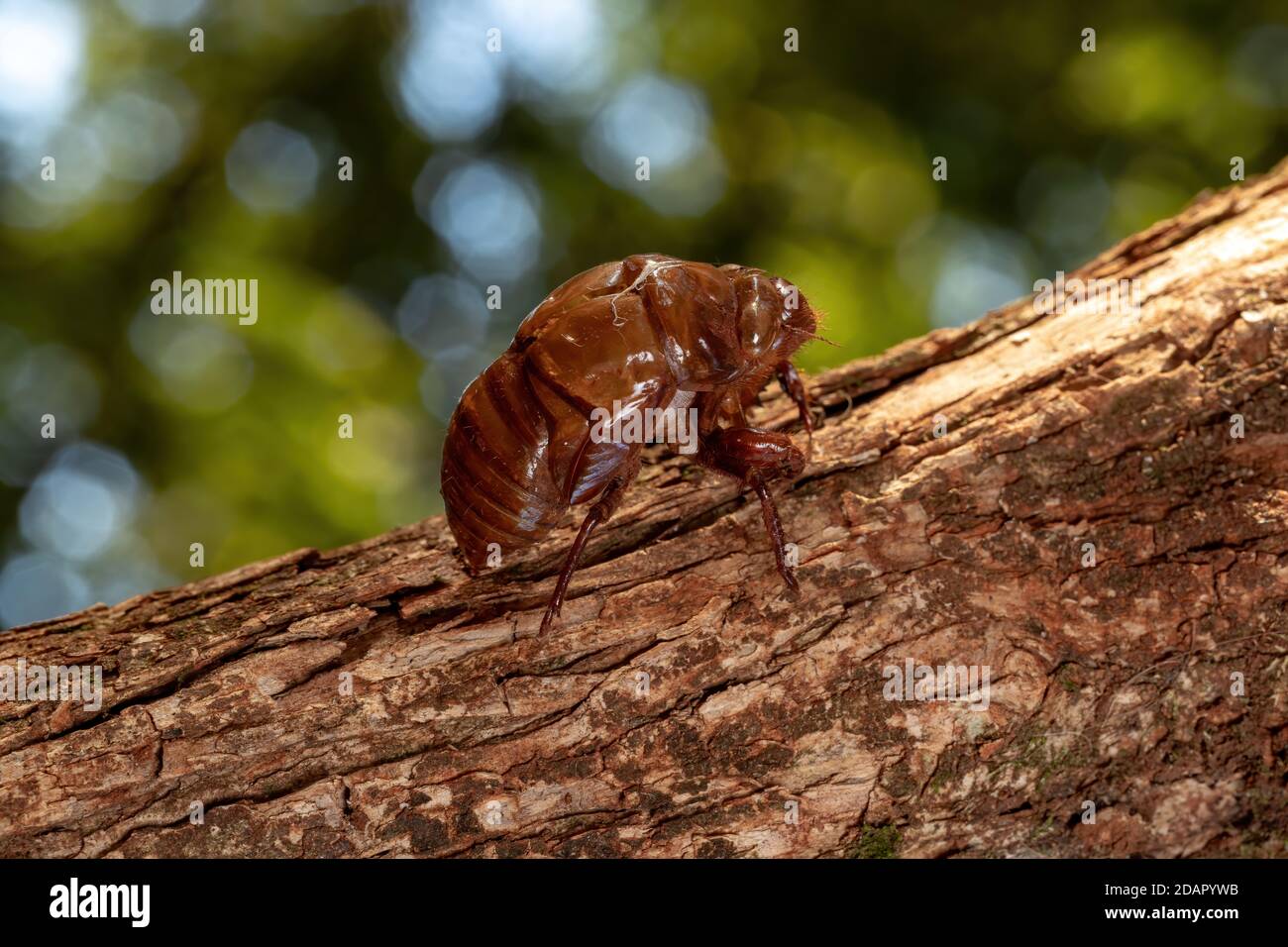 Exuvia von Typical Cicada, einem Exoskelett, das im Prozess der Reifung des Insekts, genannt Ecdysis, aufgegeben wurde Stockfoto