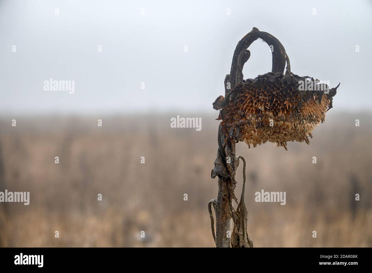 Einsame Sonnenblume auf einen trockenen Winter Feld in fogg Stockfoto