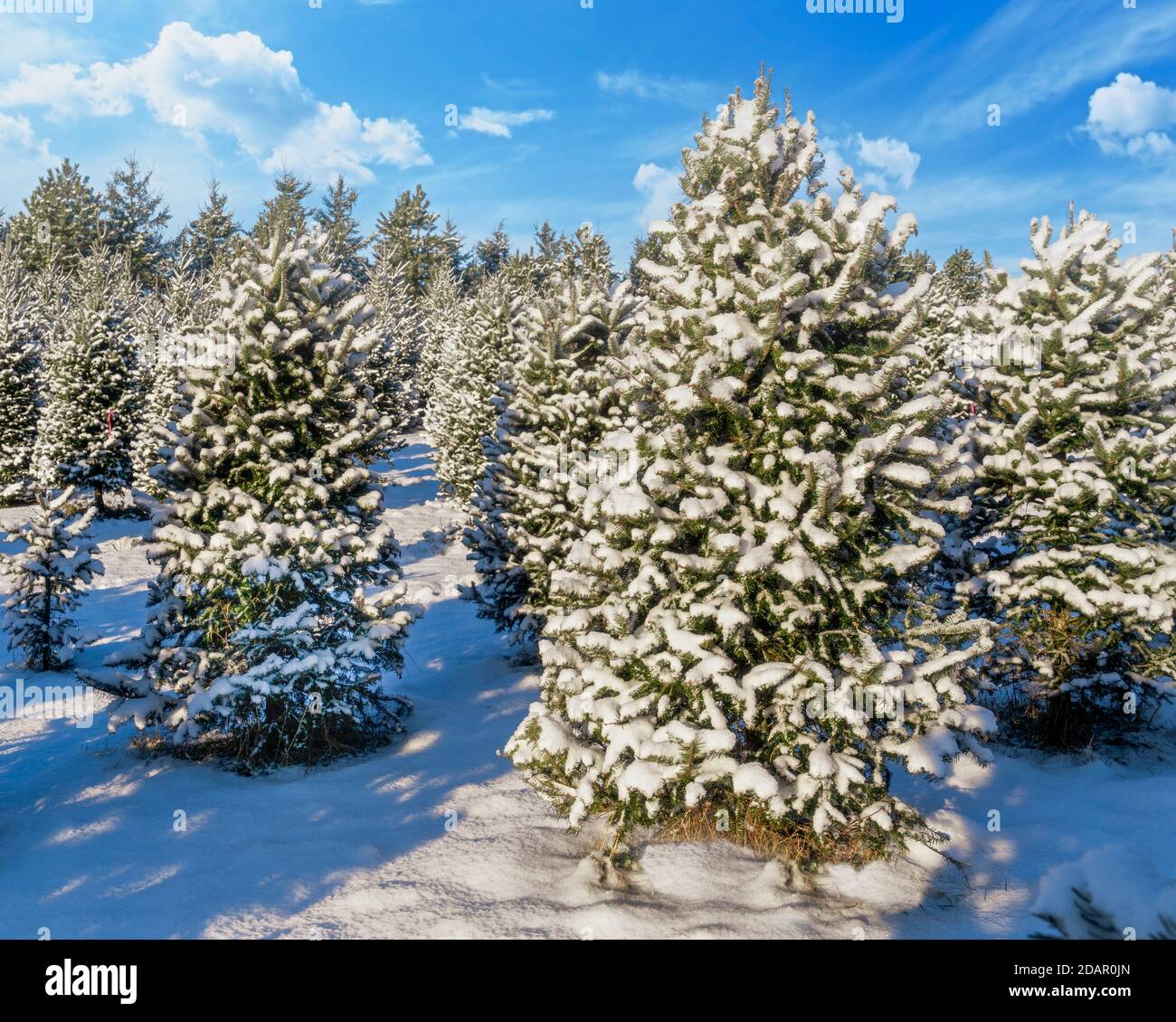 Balsamtanne auf einer Weihnachtsbaumfarm, bedeckt von einer Schneedecke. Stockfoto