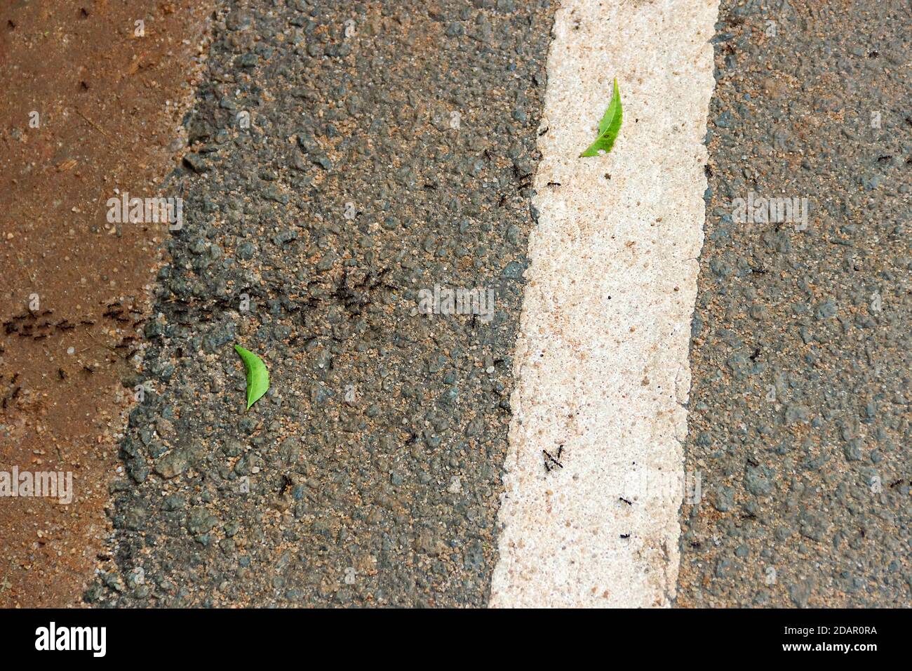 Die Säule der Legionäre überquert die asphaltierte Straße. Regenwälder im Süden Sri Lankas. Army Ant Syndrom und obligatorischen Gemeindedienst. Sound: Vögel Stockfoto
