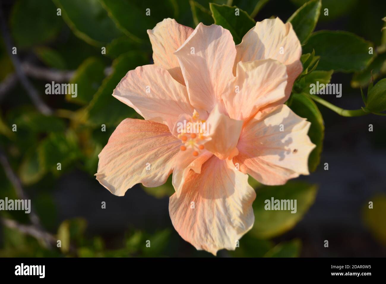 Eine wunderschöne Hibiskusblüte in der warmen Luft Floridas einfangen. Stockfoto