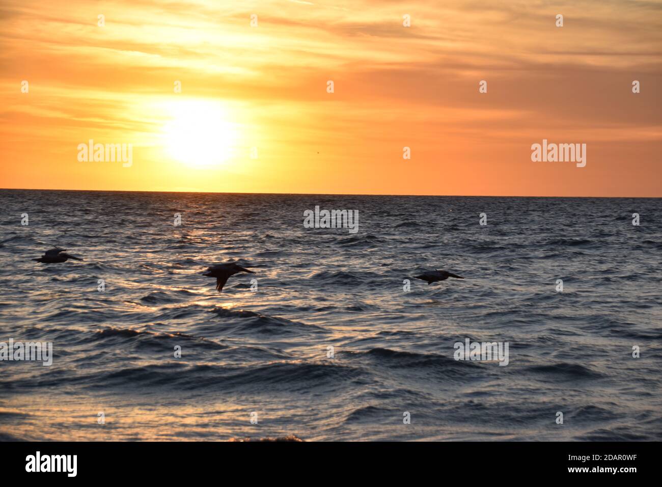 Vögel fliegen über das Wasser an einem warmen Wintermorgen in Florida. Die Sonne geht im Hintergrund auf. Stockfoto