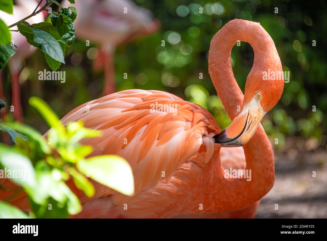 Exotische Flamingos in Busch Gardens Animal Connections in Tampa, Florida. (USA) Stockfoto