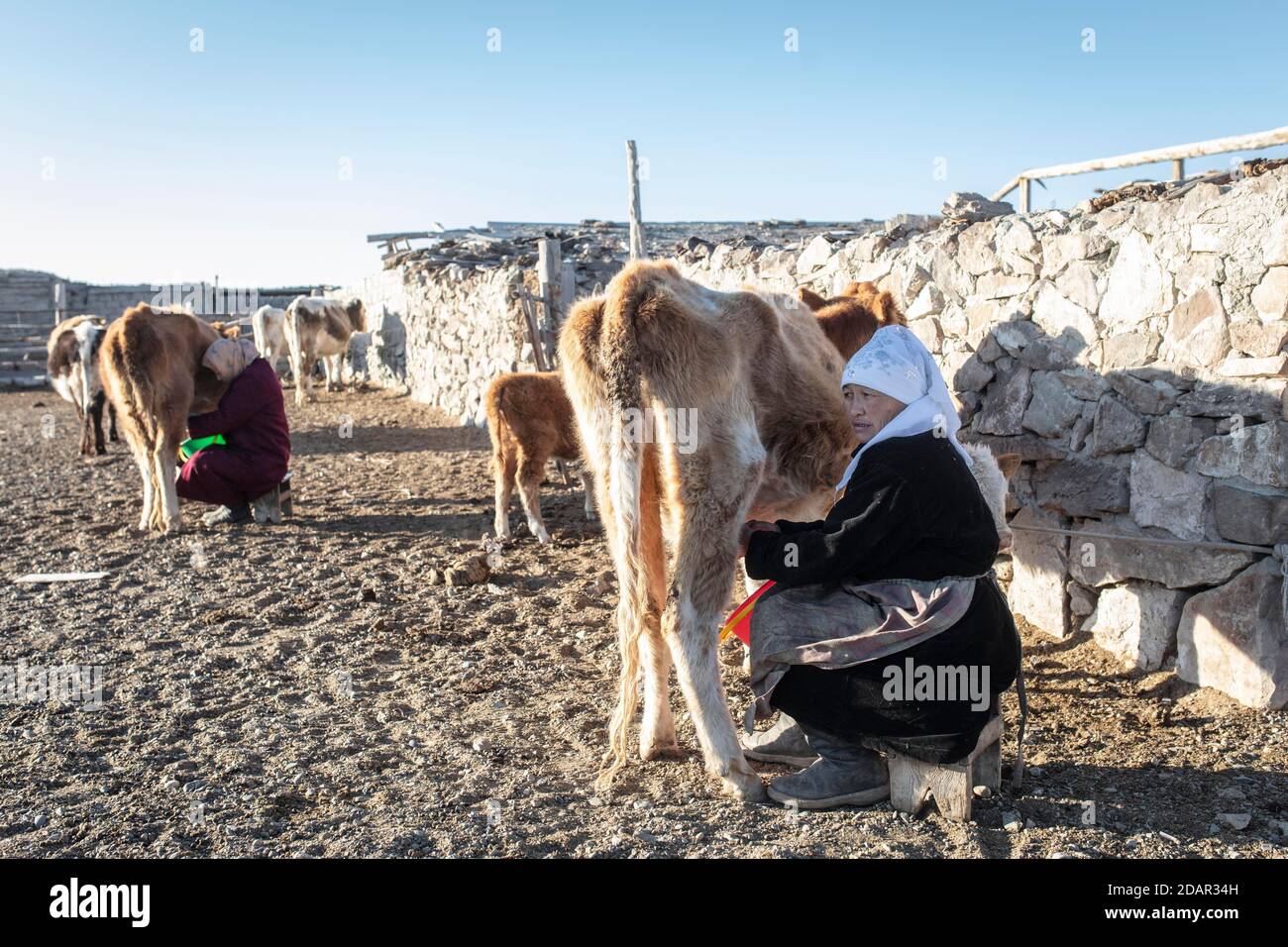 Nomaden im Altai-Gebirge, Milchkühe, Provinz Olgii, Mongolei Stockfoto