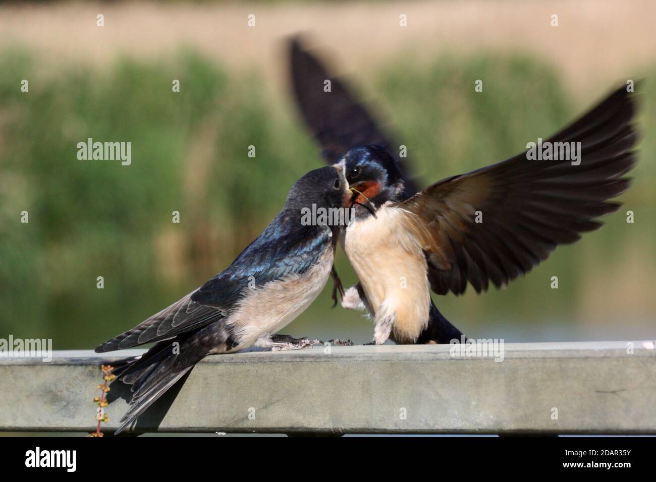 Junge Schwalbe gefüttert werden Damselflies, gefangen auf dem Flügel von einer erwachsenen Schwalbe Stockfoto