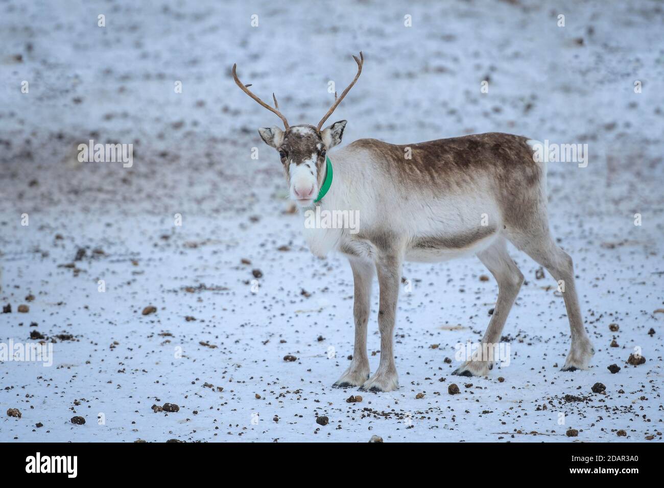Jungtier Rentier (Rangifer tarandus) im Zuchttier in Gehege, Rokland, Nordland, Norwegen Stockfoto