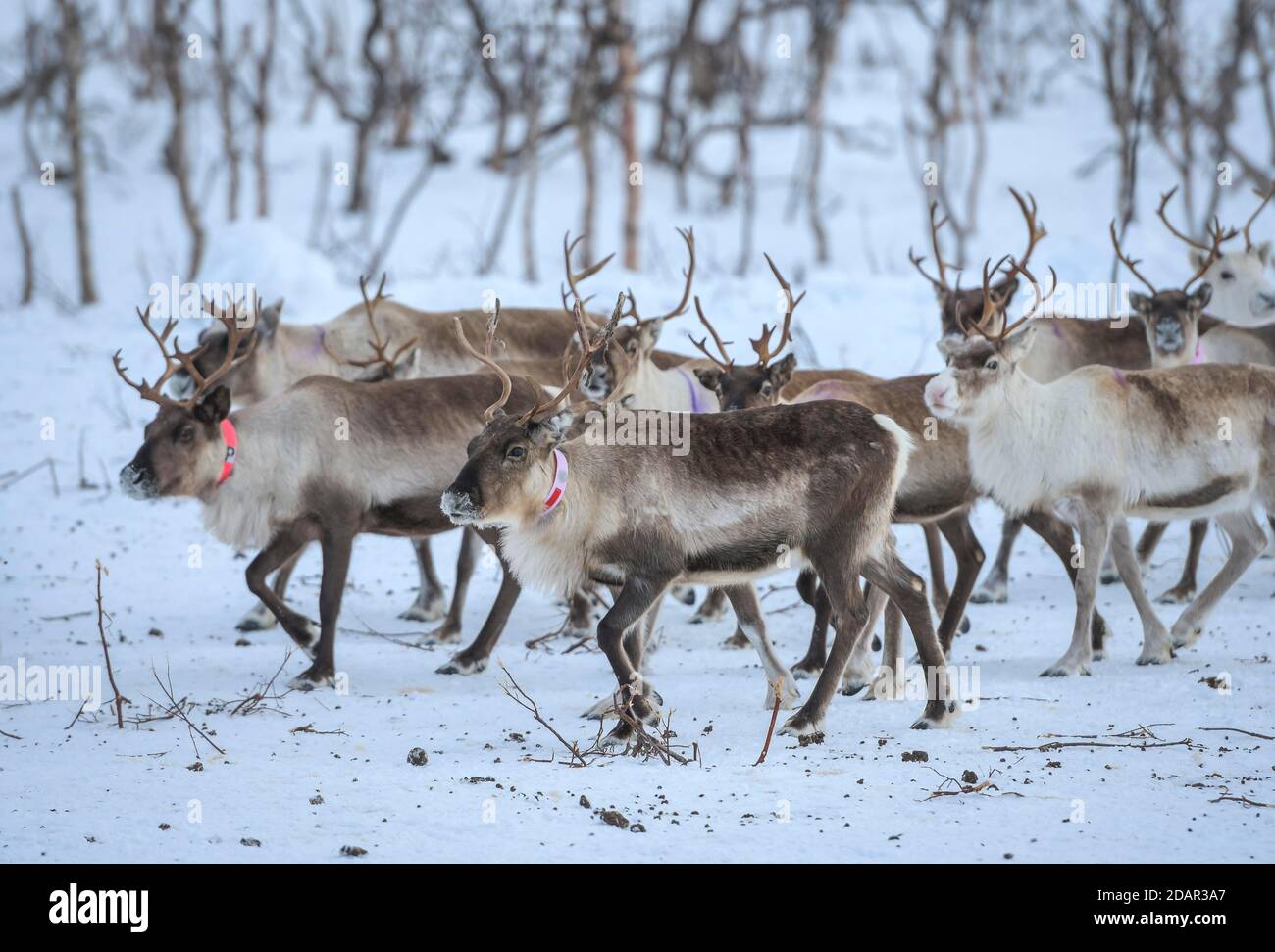 Rentiere (Rangifer tarandus) in Zuchttieren in Gehegen, Rokland, Nordland, Norwegen Stockfoto