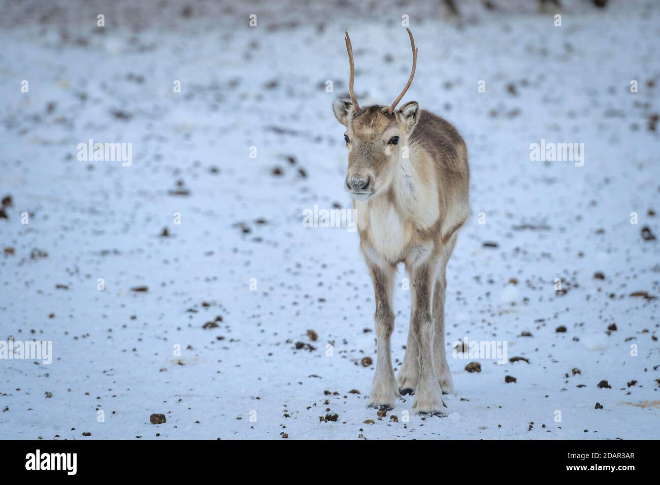Jungtier Rentier (Rangifer tarandus) im Zuchttier in Gehege, Rokland, Nordland, Norwegen Stockfoto