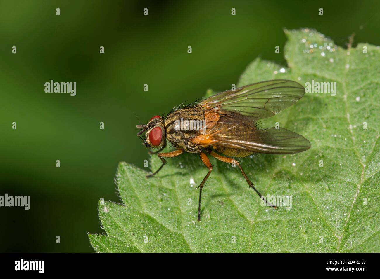 Echte Fliege (Muscidae Phaonia rufidentris) auf einem Brennnesselblatt, Baden-Württemberg, Deutschland Stockfoto