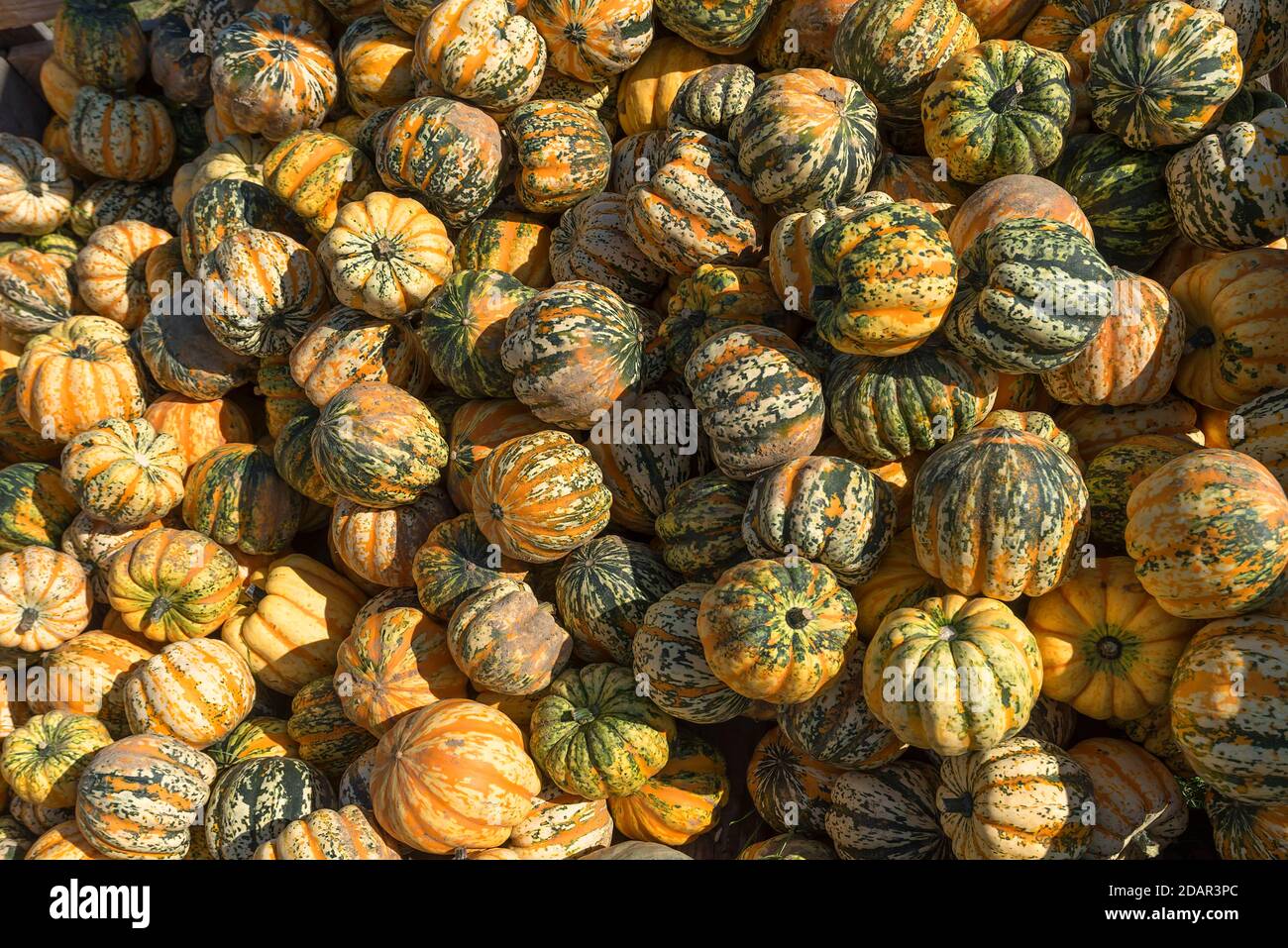 Gartenkumpkins (Cucurbita pepo) Zierkürbisse, Bayern, Deutschland Stockfoto