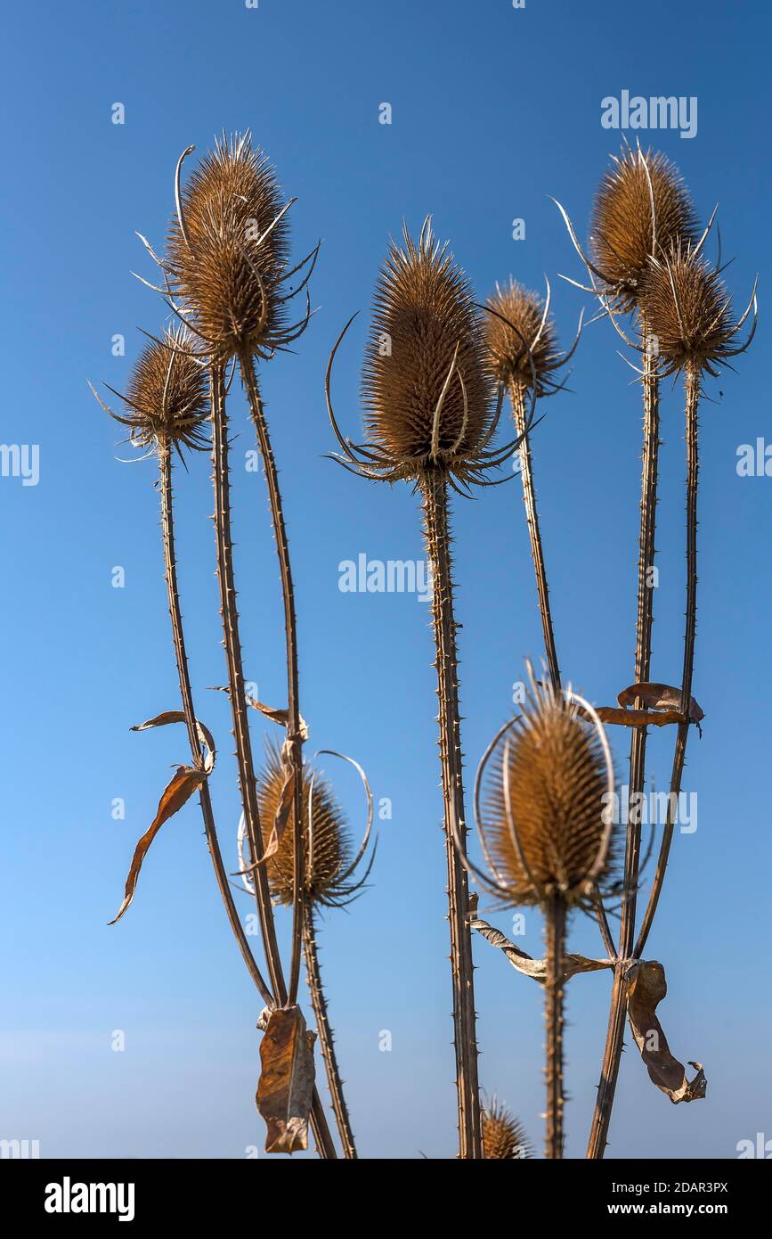 Wilde Teelöffel (Dipsacus fullonum) im Herbst, blauer Himmel, Bayern, Deutschland Stockfoto