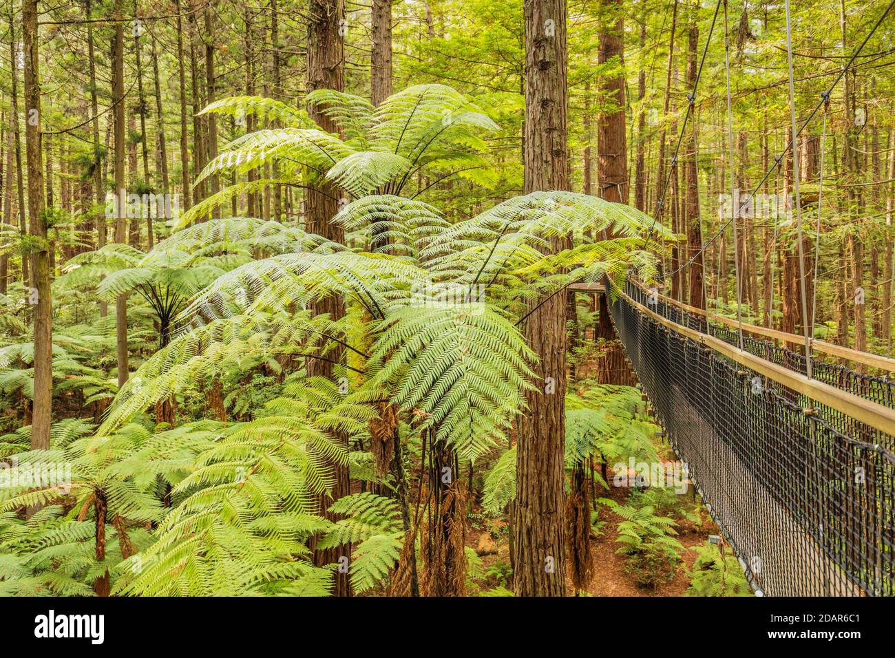 Redwood Treewalk, Ozeanien, Baumwipfelpfad, Rotorua, Bay of Plenty, Nordinsel, Neuseeland Stockfoto