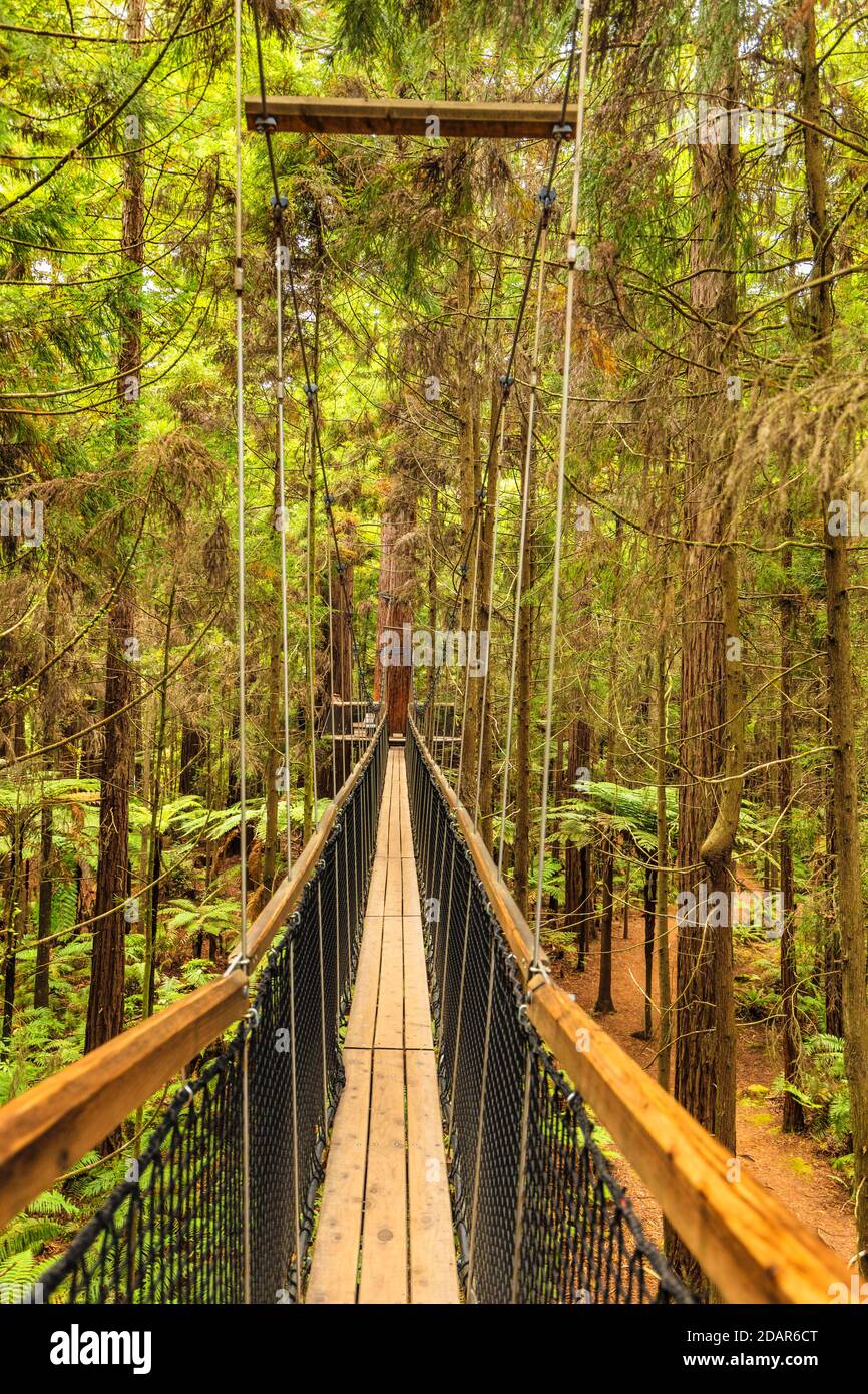Redwood Treewalk, Ozeanien, Baumwipfelpfad, Rotorua, Bay of Plenty, Nordinsel, Neuseeland Stockfoto