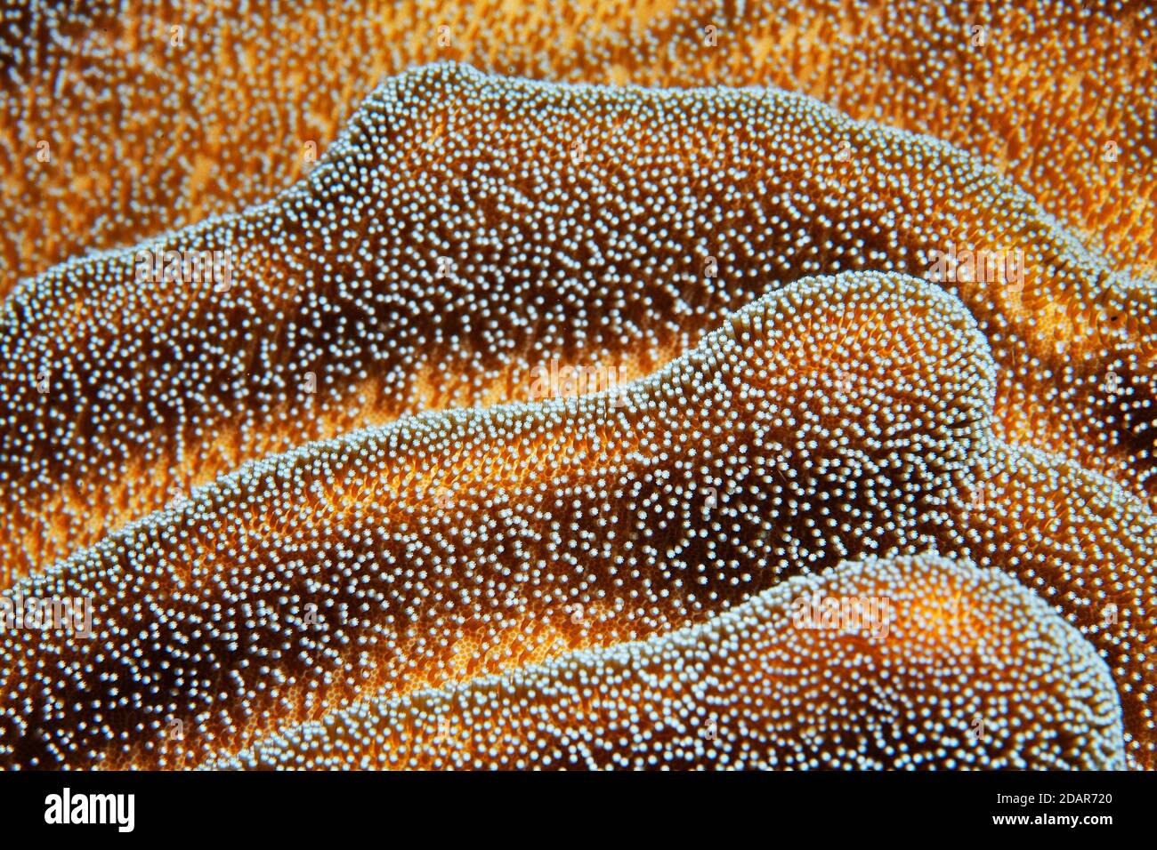 Weiche Koralle, Lederkoralle (Lobophytum) mit halbgeschlossenen Polypen, Detail, Pazifik, Great Barrier Reef, UNESCO-Weltkulturerbe, Australien Stockfoto