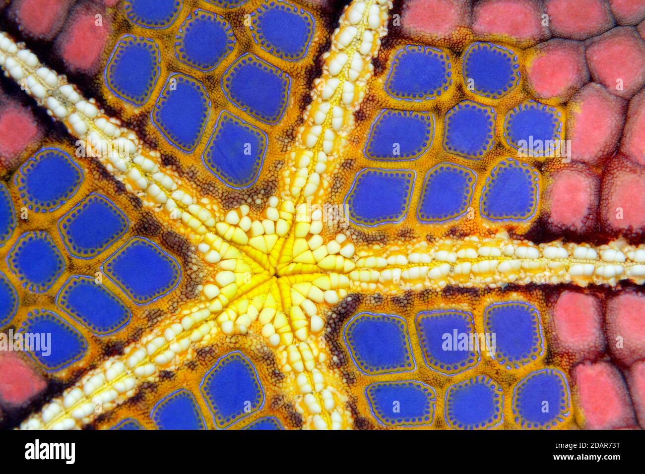 Grafische Struktur auf der Unterseite von Red Pillow Starfish (Halithyle regularis), Detail, Pazifik, Great Barrier Reef, UNESCO Welterbe, Australien Stockfoto
