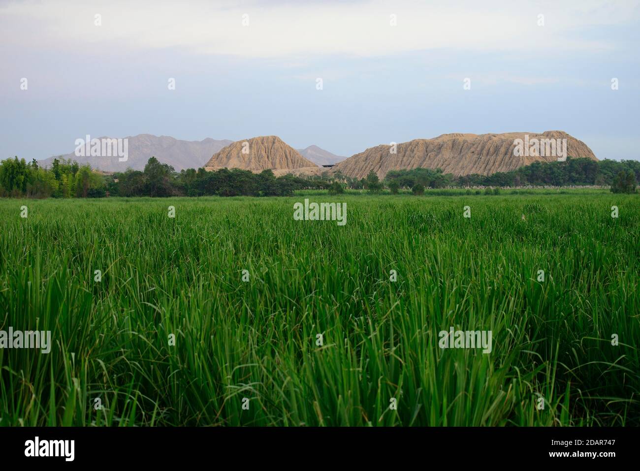 Zuckerrohrfeld vor Huaca Rajada, Pyramide aus Lehmziegeln, Adobe der Moche-Kultur, in der Nähe von Chiclayo, Region Lambayeque, Peru Stockfoto