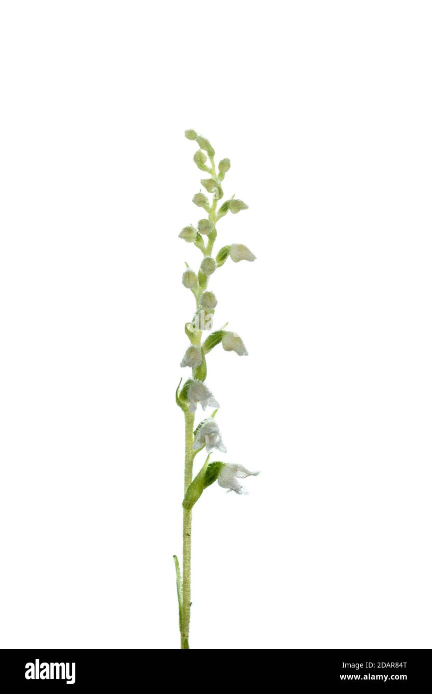Goodyera repens (Goodyera repens) Orchidee des Jahres 2021, Pruemzurlay, Niederweis, Rheinland-Pfalz, Deutschland Stockfoto