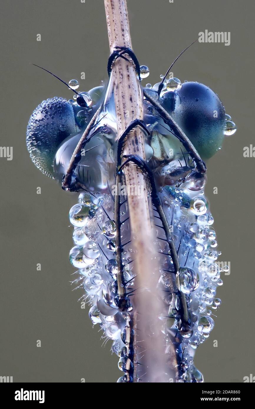 Portrai Libelle, Smaragd-Damselfliege (Lestes sponsa) im Morgentau, NSG Moosheide, Stukenbrock-Senne, Nordrhein-Westfalen Stockfoto