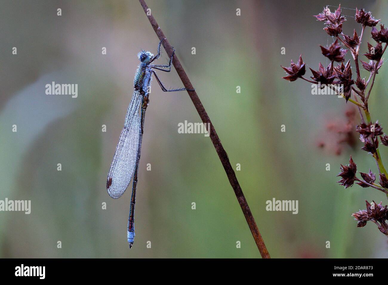 Libelle, Smaragd-Damselfliege (Lestes sponsa) im Morgentau, NSG Moosheide, Stukenbrock-Senne, Nordrhein-Westfalen Stockfoto