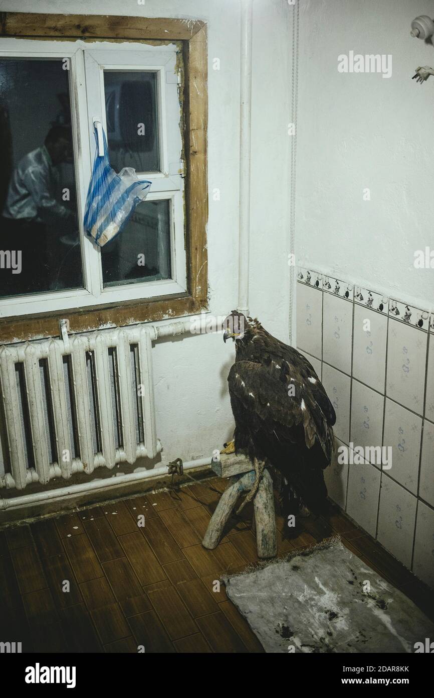 Paimas, die weibliche Adler des Jägers Bashakhan Spanien, wartet auf die Fütterung im Badezimmer des Familienhauses, Kisil Char, Olgii, Mongolei Stockfoto