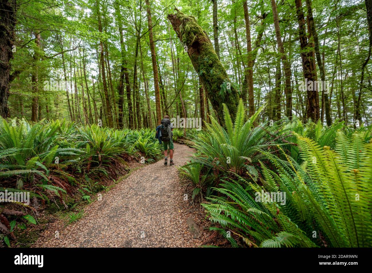 Wanderer auf dem Weg durch Wald mit Farnen, gemäßigten Regenwald, Kepler Track, Fiordland National Park, Southland, Neuseeland Stockfoto