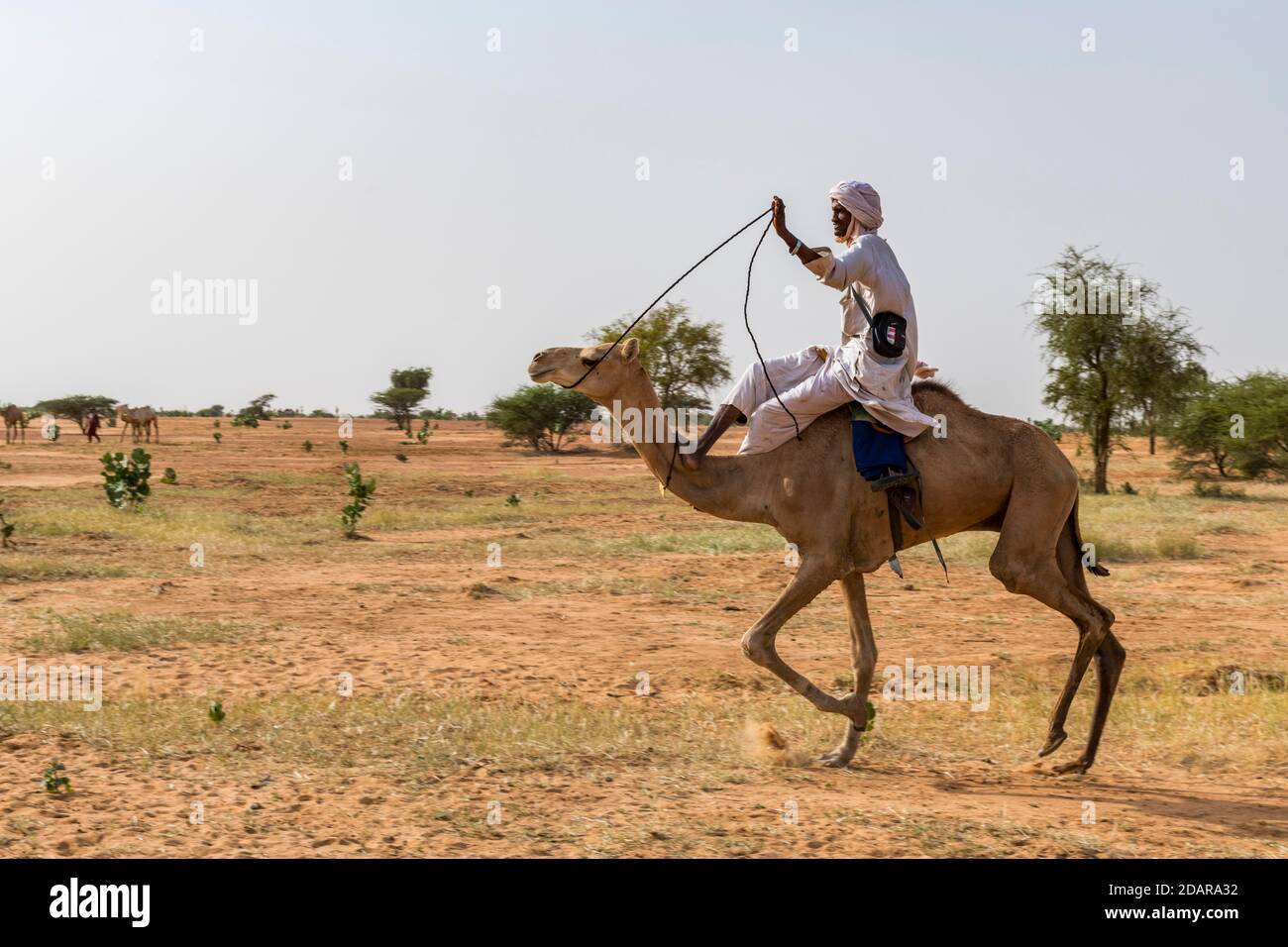 Kamelrennen auf dem Gerewol Festival, Balzritual Wettbewerb unter den Woodaabe Fula Menschen, Niger Stockfoto