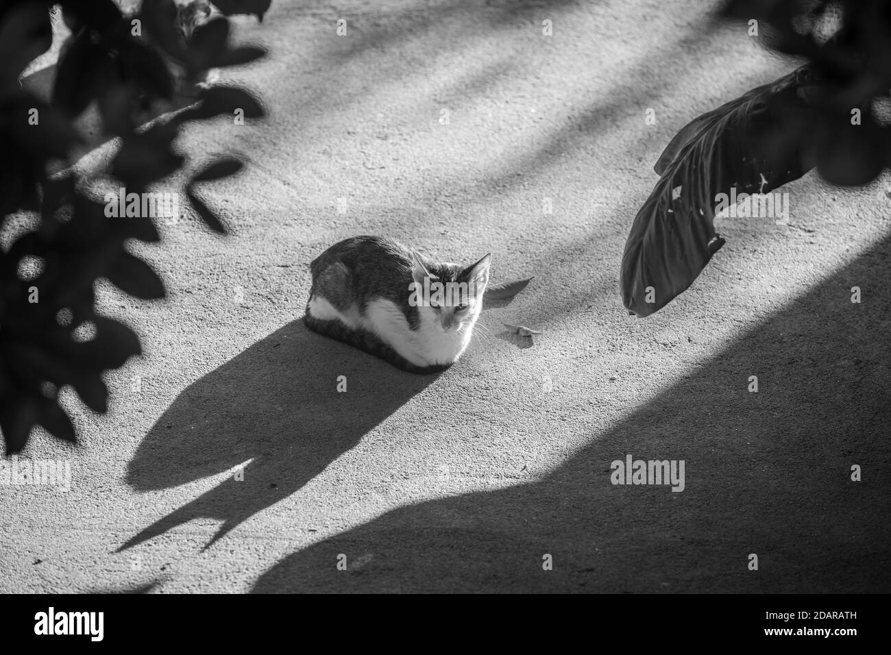 Schwarz-weiße Katze sitzt in der Abendsonne Stockfoto