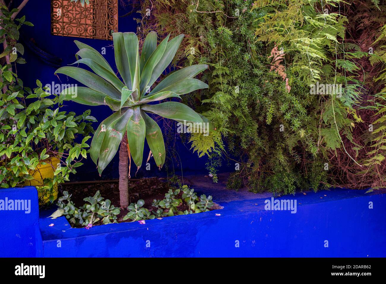 Detail, Jardin Majorelle mit blauem Haus von Yves Saint-Laurent, Botanischer Garten, Marrakesch, Marokko Stockfoto