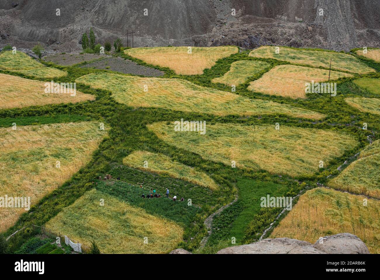 Kleine Gerste und Gemüsefelder mit arbeitenden Menschen in der Indus Valley, Alchi, Ladakh, Jammu und Kaschmir, Himalaya, Indien Stockfoto
