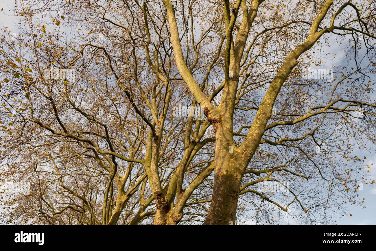 Bäume ohne Blätter im November an einem klaren Tag. Stockfoto