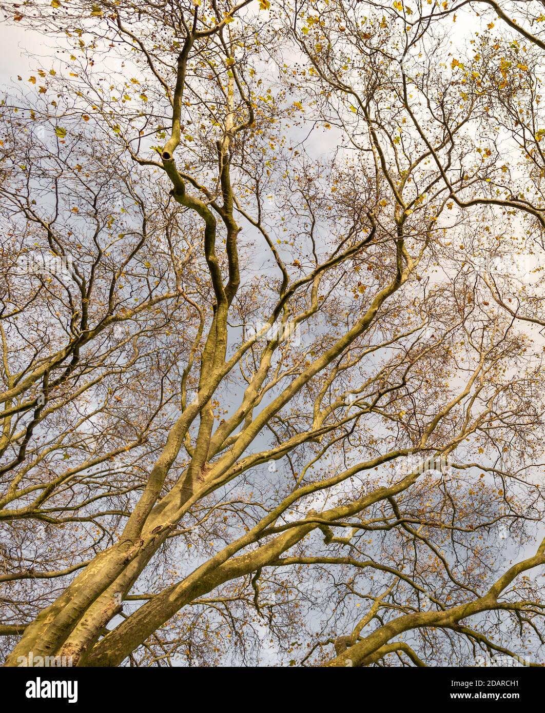 Bäume ohne Blätter im November an einem klaren Tag. Stockfoto