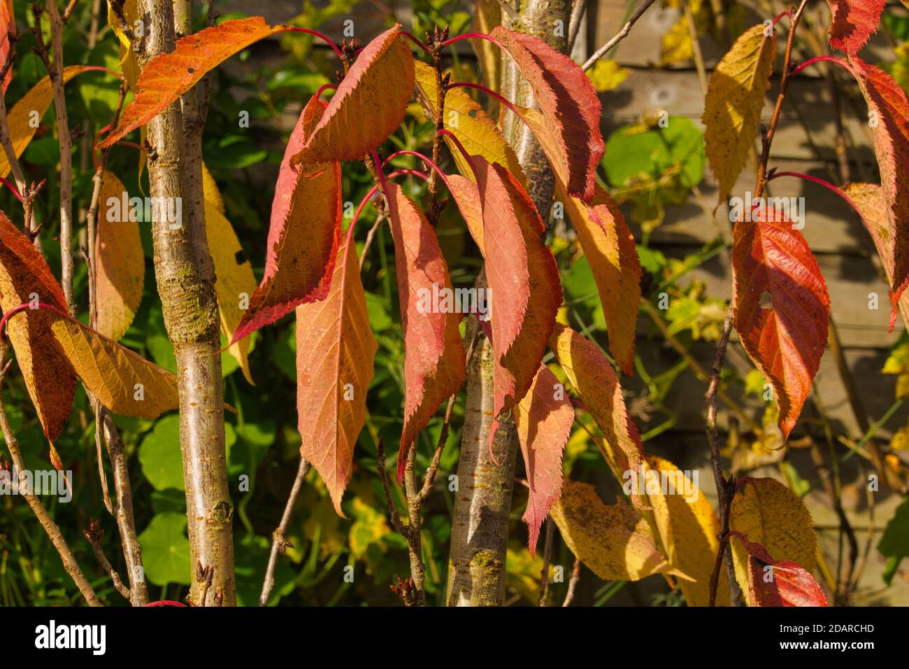 Kirsche Blätter im Herbst Stockfoto